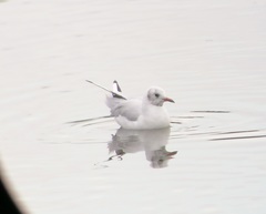 Chroicocephalus ridibundus