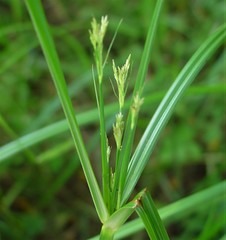 Cyperus longus