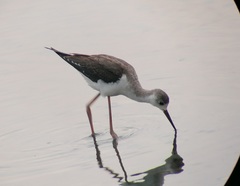 Himantopus himantopus