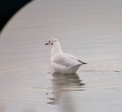 Chroicocephalus ridibundus