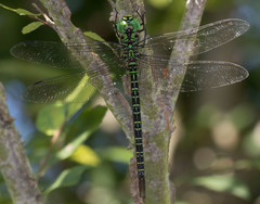 Coryphaeschna ingens
