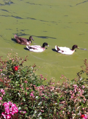 Anas platyrhynchos domesticus