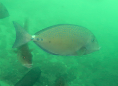 Prionurus maculatus