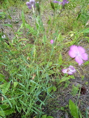 Dianthus chinensis