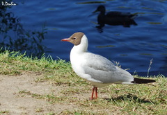 Chroicocephalus ridibundus