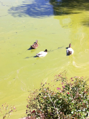 Anas platyrhynchos domesticus