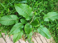 Rumex nepalensis