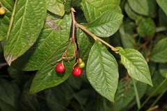 Cotoneaster rehderi