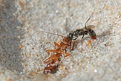 Dolichurus haemorrhous