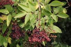 Sambucus nigra