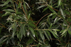 Salix alba