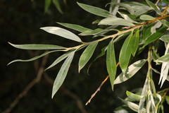 Salix alba