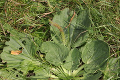 Plantago major