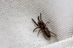 Segestria senoculata
