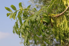 Fraxinus excelsior
