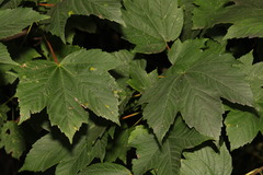 Acer pseudoplatanus