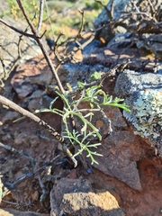 Pelargonium luteolum