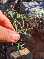 Pelargonium luteolum