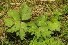 Ranunculus repens