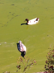 Anas platyrhynchos domesticus