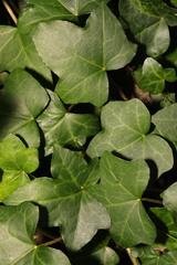 Hedera helix