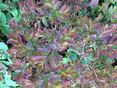Vaccinium alaskaense