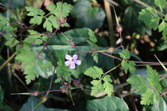 Geranium robertianum