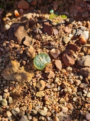 Bulbine mesembryanthemoides