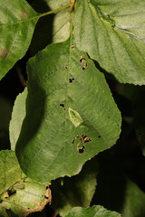 Phyllonorycter rajella