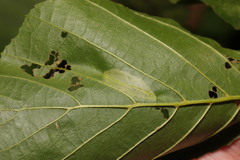 Phyllonorycter rajella