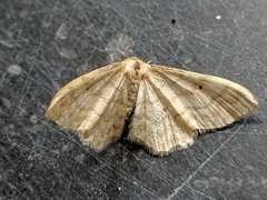 Sterrhinae