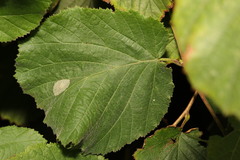 Phyllonorycter coryli