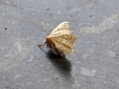 Sterrhinae