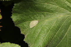 Phyllonorycter coryli
