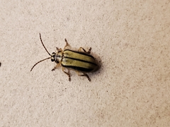 Xanthogaleruca luteola