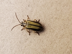 Xanthogaleruca luteola