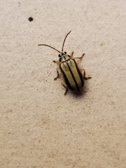 Xanthogaleruca luteola