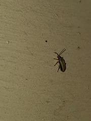 Xanthogaleruca luteola