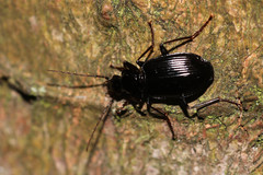 Limodromus