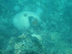 Cantherhines macrocerus