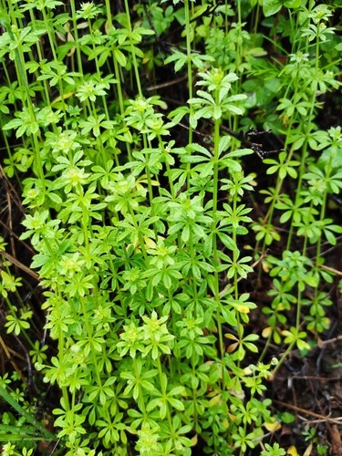 Galium asperifolium