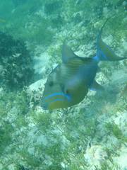 Balistes vetula