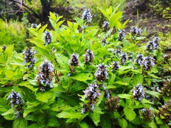 Ajuga forrestii