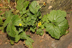 Geum urbanum