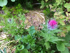 Castilleja parviflora parviflora