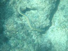 Myrichthys breviceps