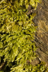 Brachythecium rutabulum