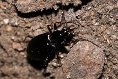 Limodromus
