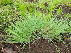 Schizachyrium delavayi