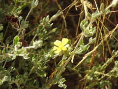 Cistus lasianthus